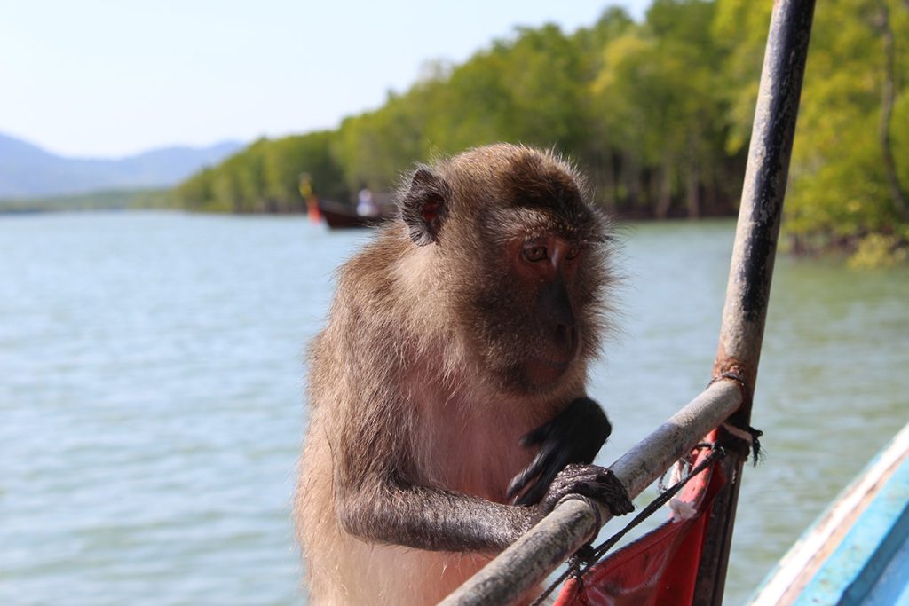 Singe Thaïlandais